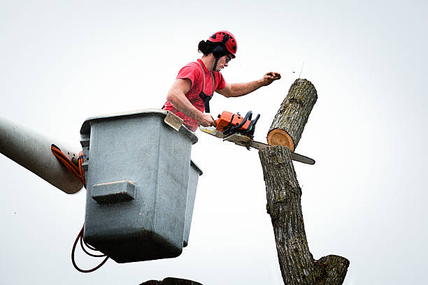 How Our Tree Care Process Works  in  Lyndon, KS